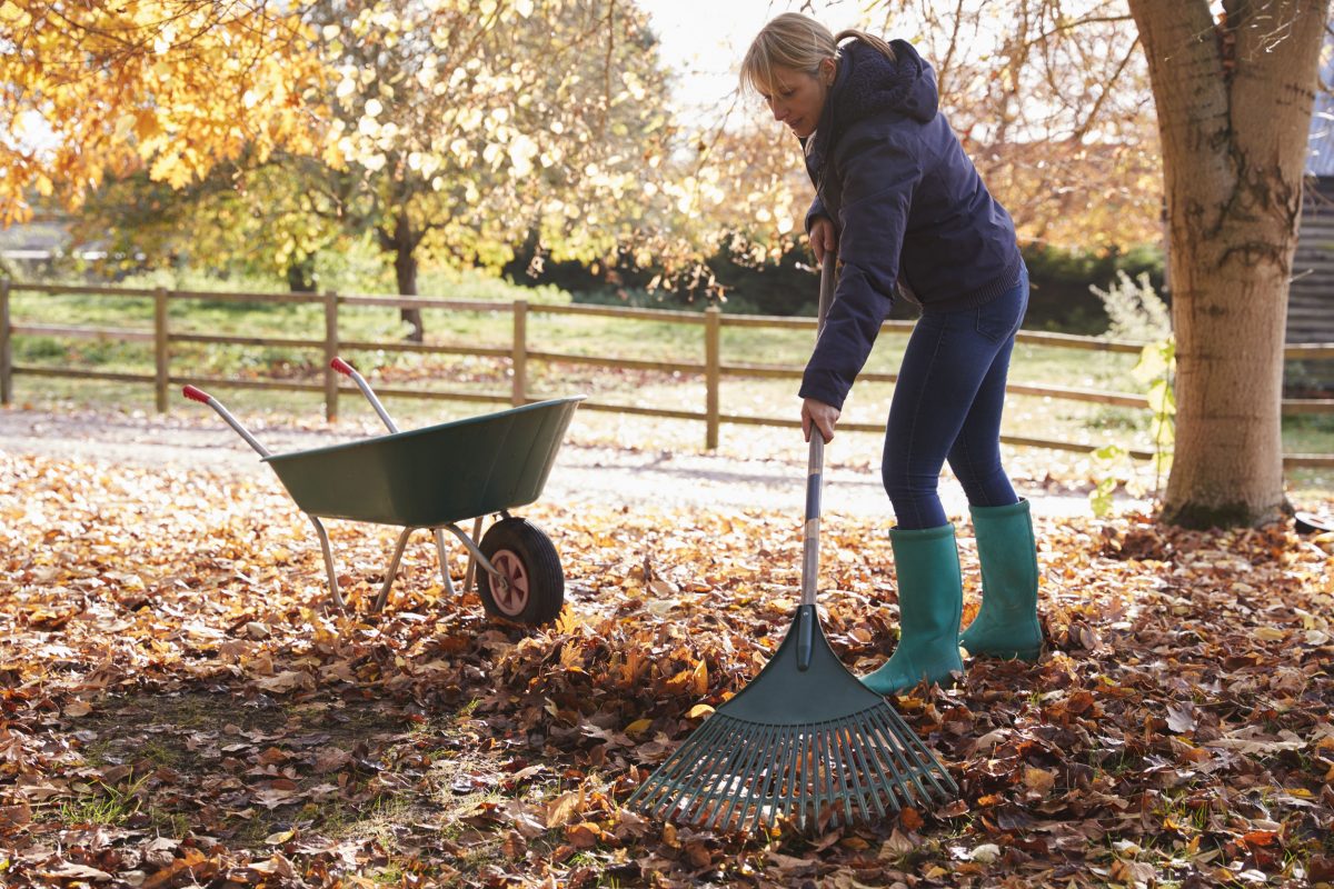 How To Handle Fallen Leaves in a Sustainable Fashion